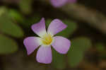 Violet woodsorrel